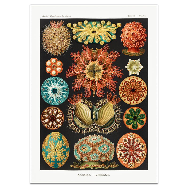 ASCIDIAE - SEESCHEIDEN - Sincerely Frank Art