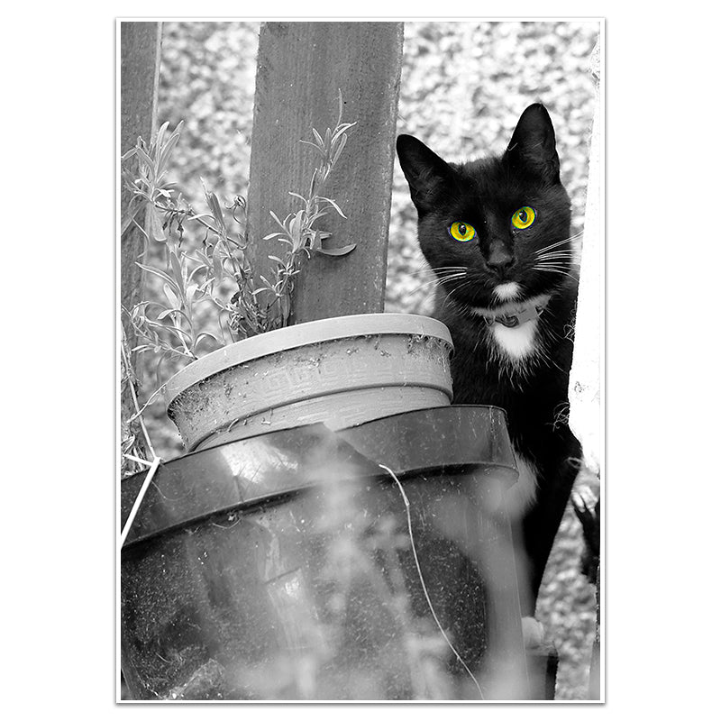 CITRINE - Sincerely Frank Art