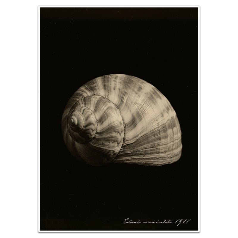 EOBANIA VERMICULATA - Sincerely Frank Art