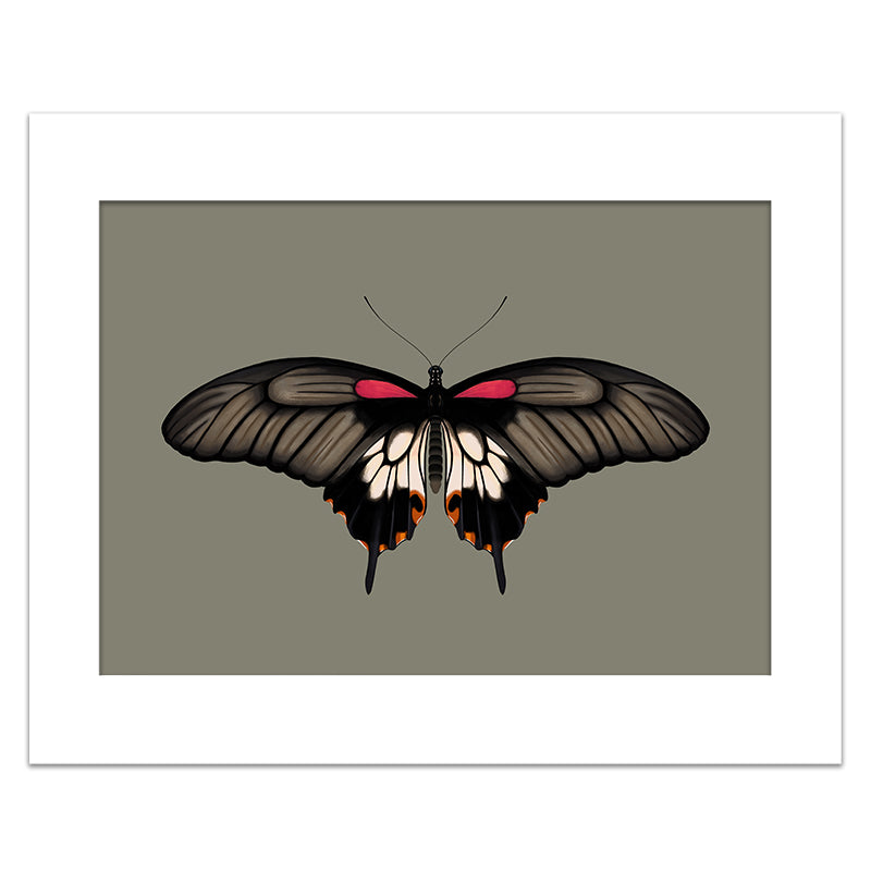 GREAT MORMON BUTTERFLY