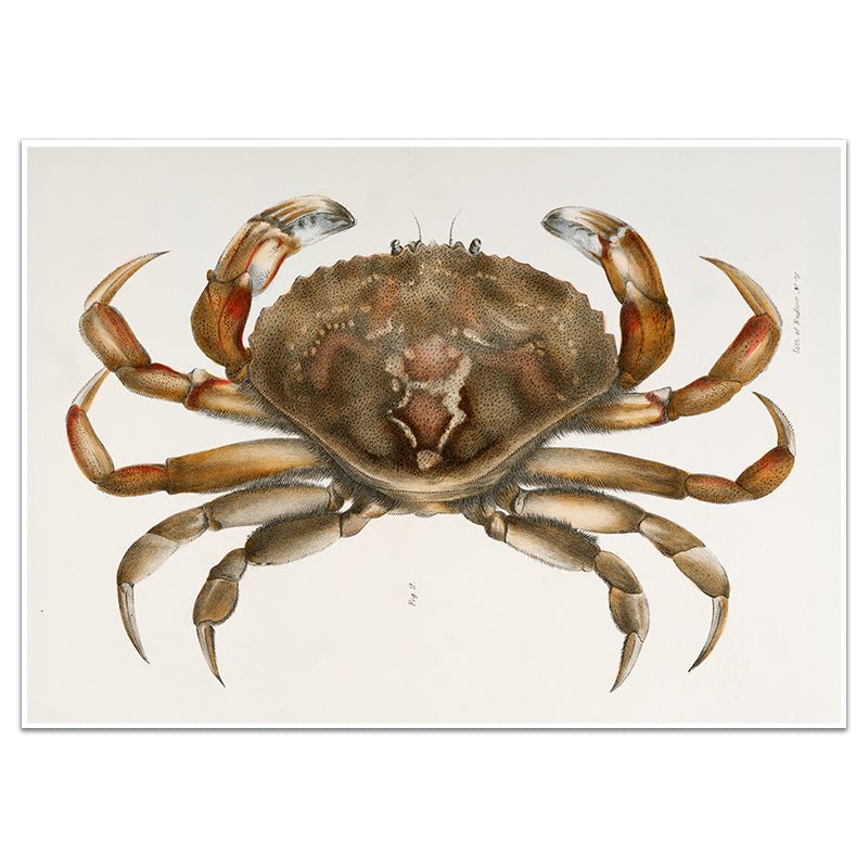 ROCK CRAB - Sincerely Frank Art