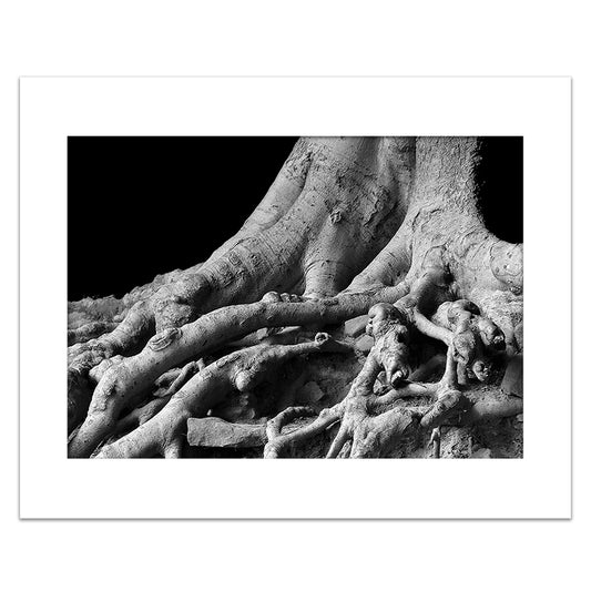 ROOTS