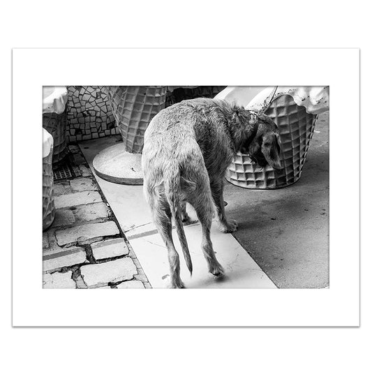 LE CHIEN