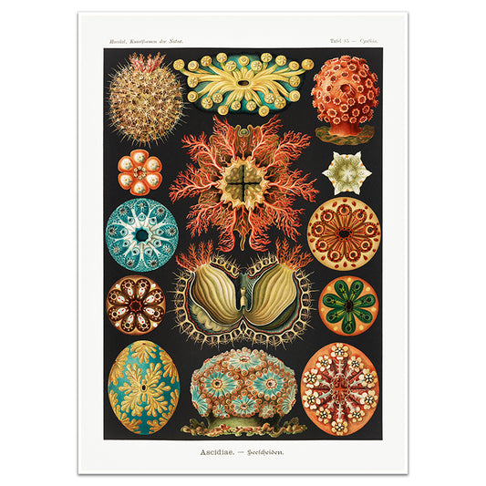 ASCIDIAE-SEESCHEIDEN