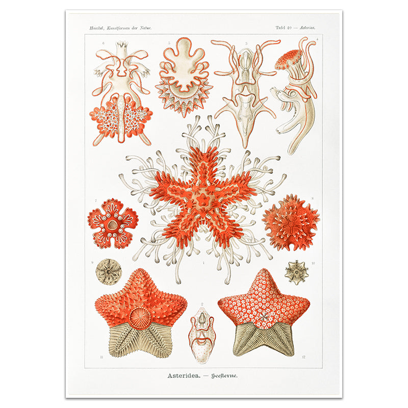 ASTERIDEA-SEESTERNE