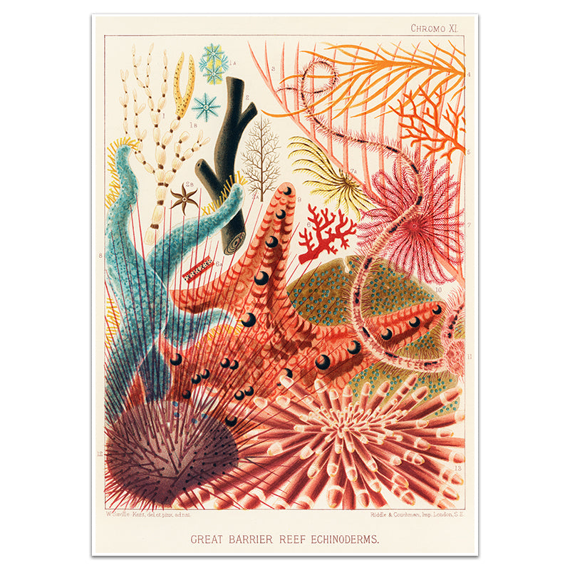 GREAT BARRIER REEF ECHINODERMS