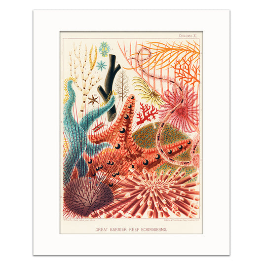 GREAT BARRIER REEF ECHINODERMS