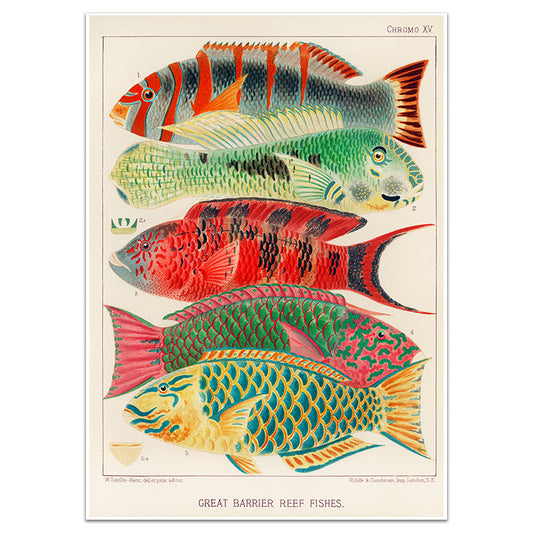 GREAT BARRIER REEF FISHES