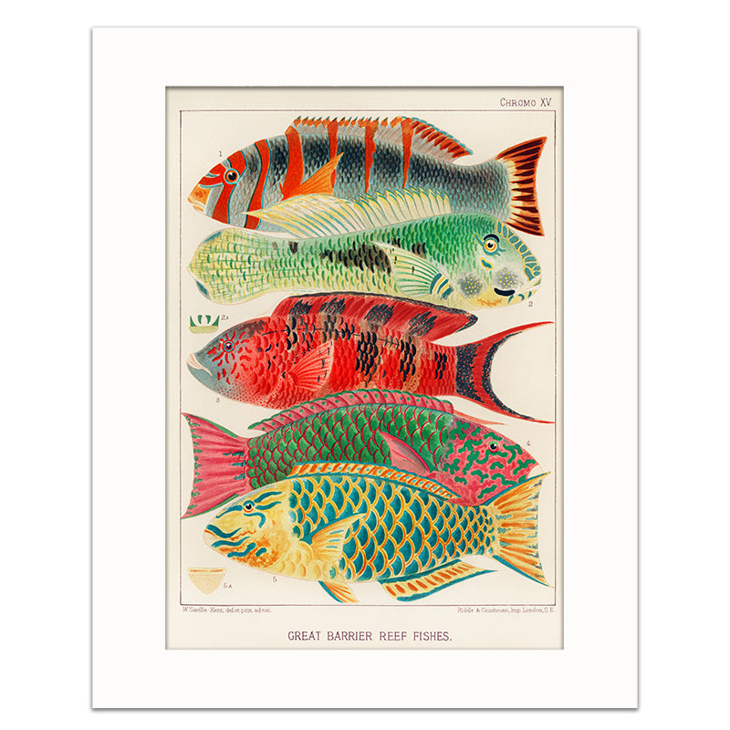 GREAT BARRIER REEF FISHES