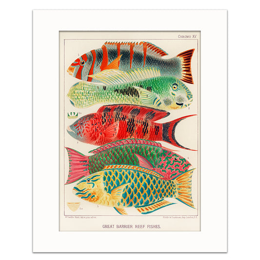 GREAT BARRIER REEF FISHES