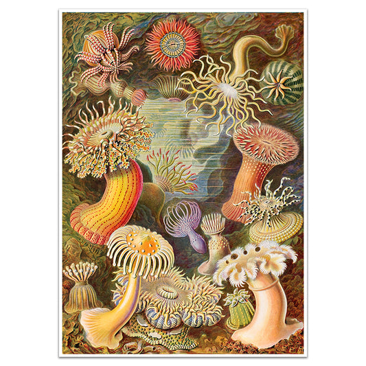 HAECKEL ACTINIAE