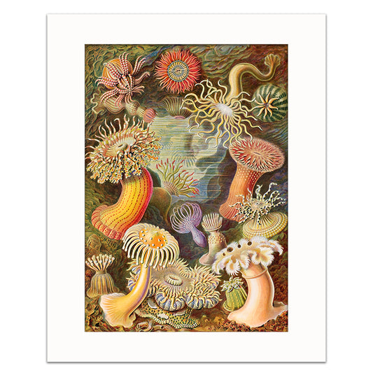HAECKEL ACTINIAE