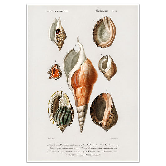 MOLLUSKS