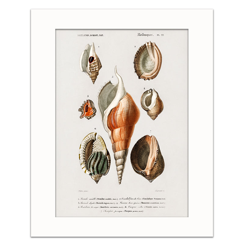 MOLLUSKS