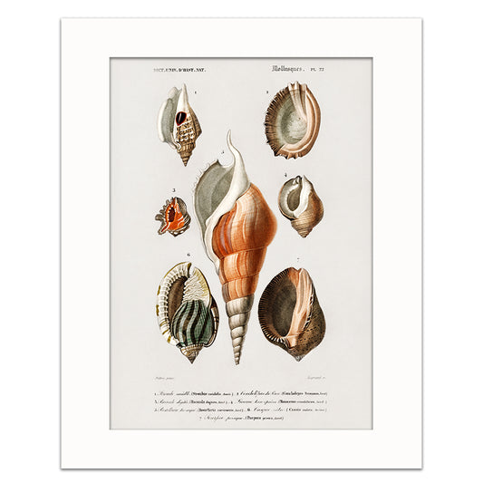 MOLLUSKS
