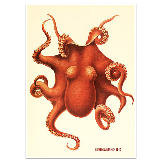 OCTOPUS