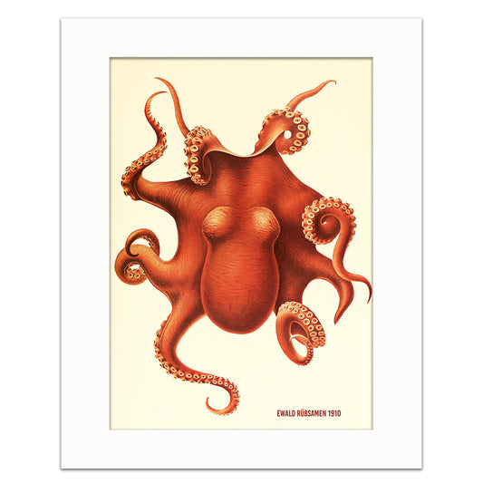 OCTOPUS