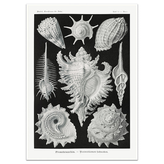 PROSOBRANCHIA-SEA BRAID GILL SNAILS