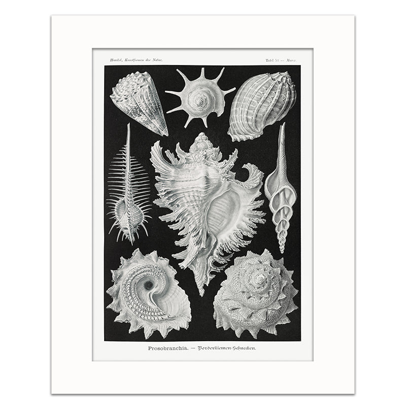 PROSOBRANCHIA-SEA BRAID GILL SNAILS