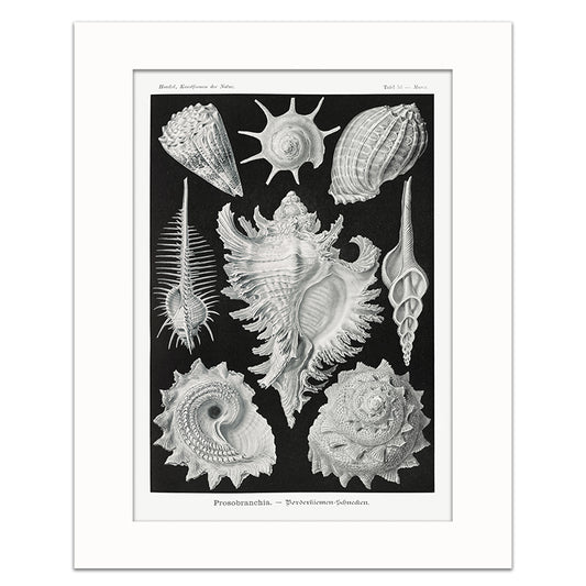 PROSOBRANCHIA-SEA BRAID GILL SNAILS