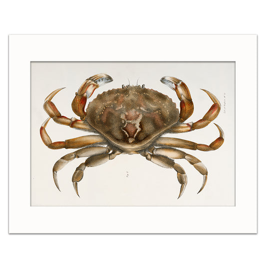ROCK CRAB
