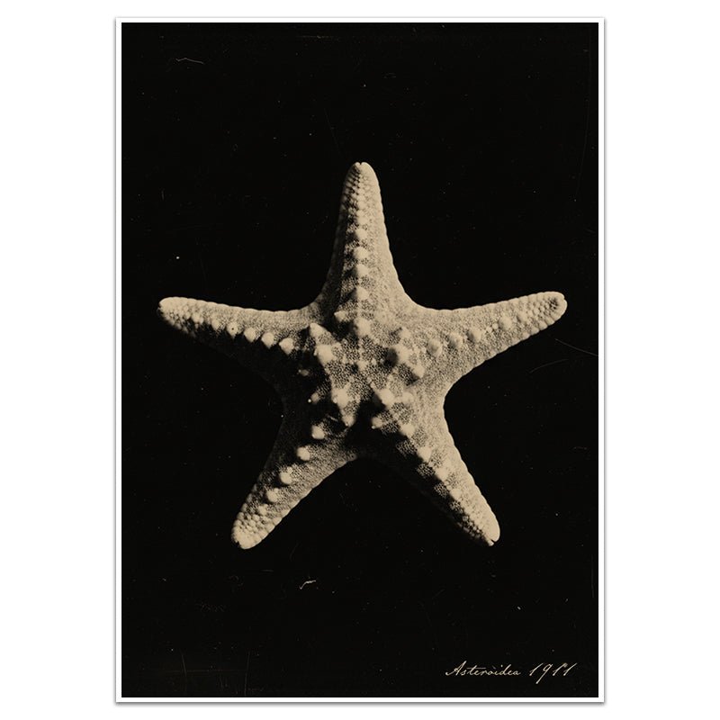 ASTEROIDEA - Sincerely Frank Art