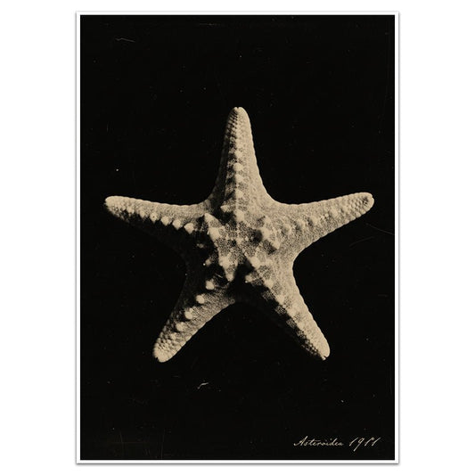 ASTEROIDEA - Sincerely Frank Art