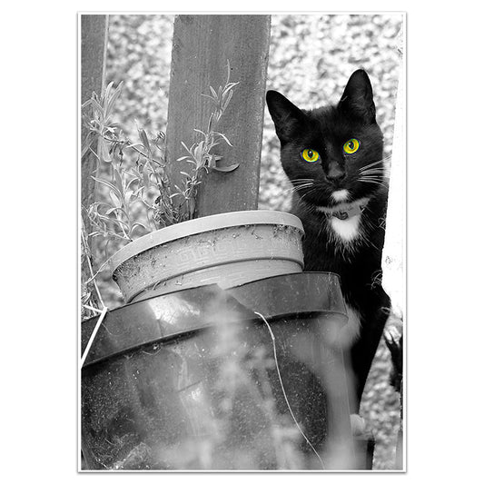 CITRINE - Sincerely Frank Art