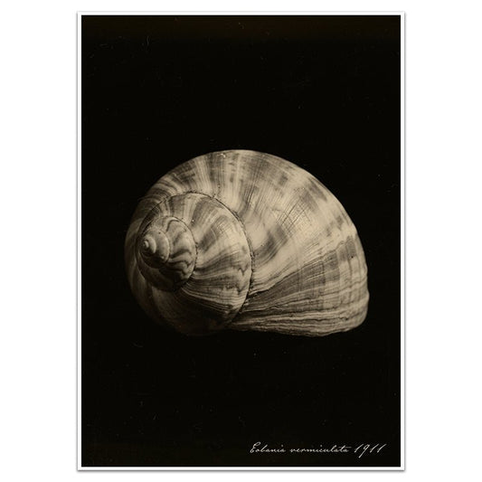 EOBANIA VERMICULATA - Sincerely Frank Art