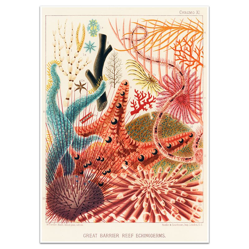 GREAT BARRIER REEF ECHINODERMS - Sincerely Frank Art