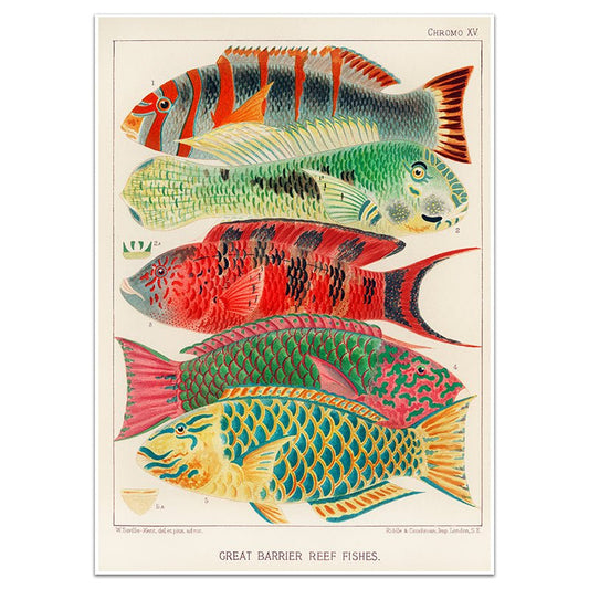 GREAT BARRIER REEF FISHES - Sincerely Frank Art
