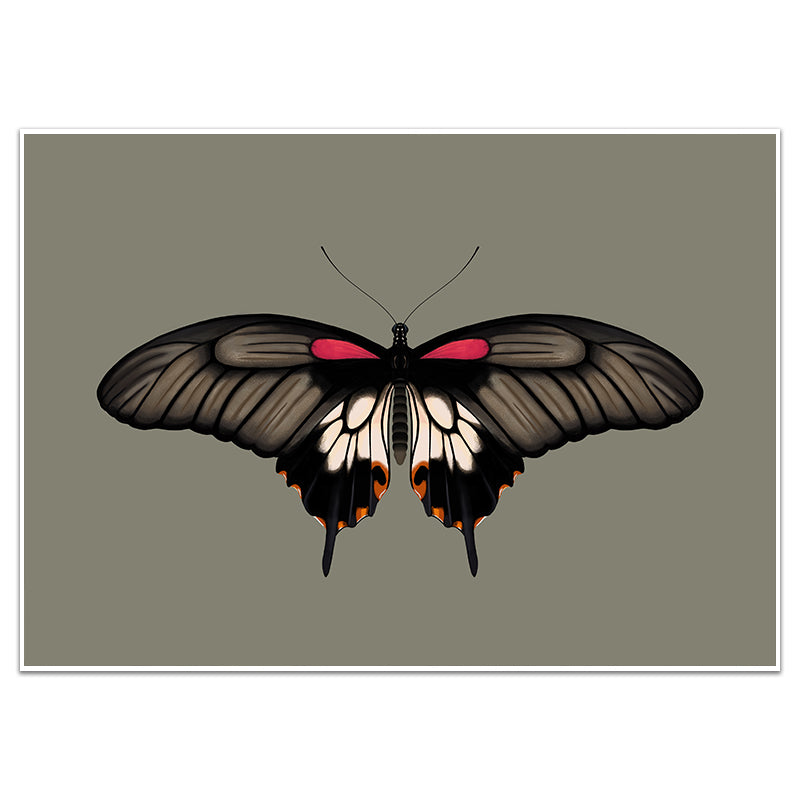 GREAT MORMON BUTTERFLY