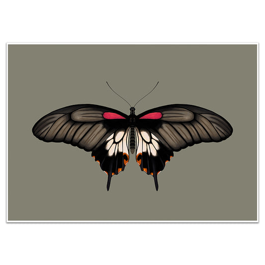 GREAT MORMON BUTTERFLY