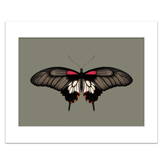 GREAT MORMON BUTTERFLY