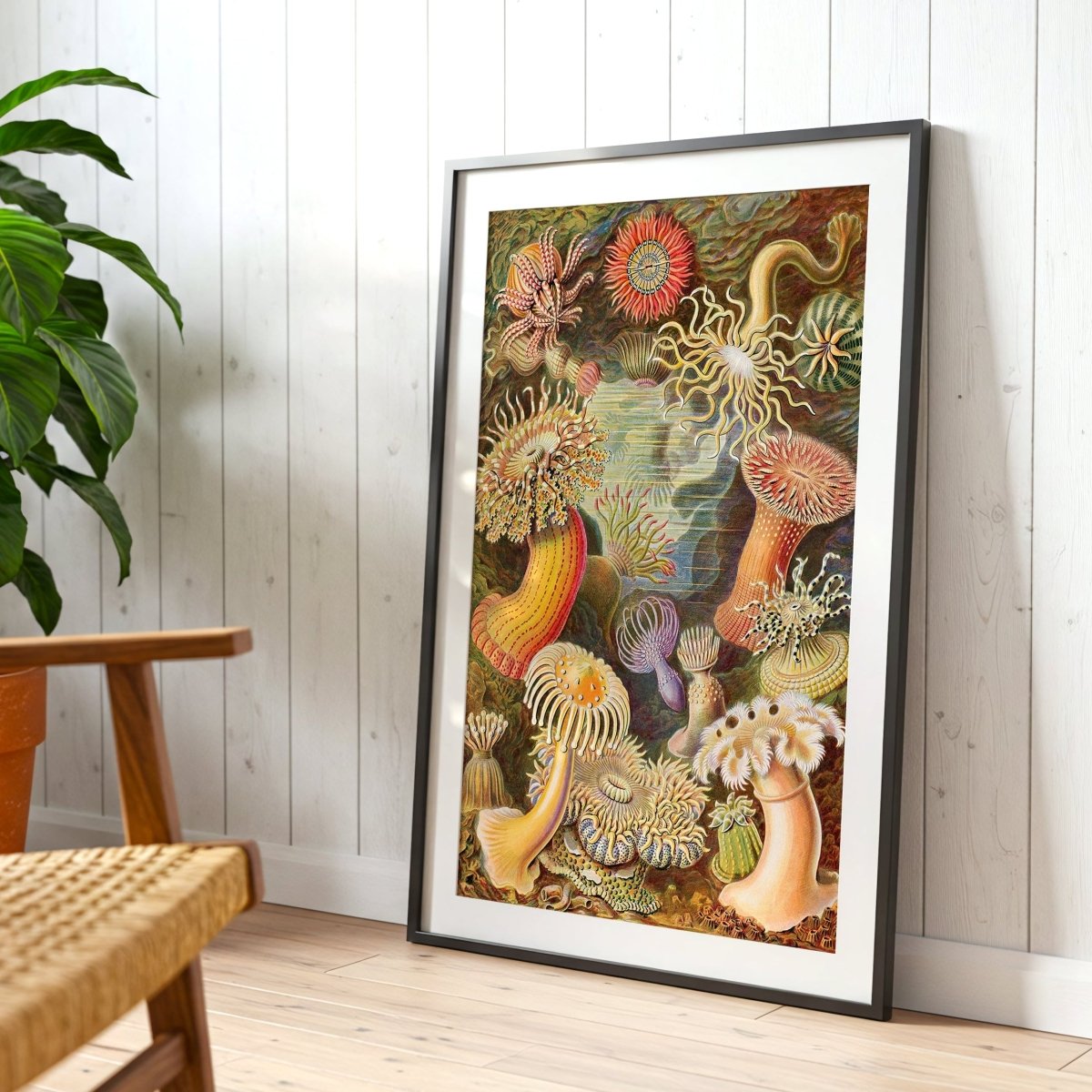 HAECKEL ACTINIAE - Sincerely Frank Art