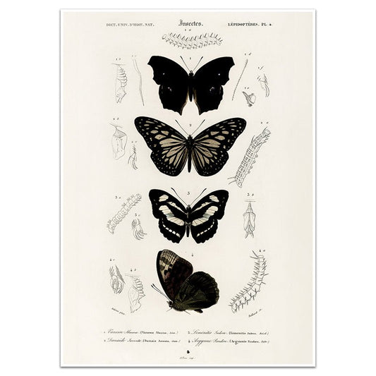 LÉPIDOPTÈRES - Sincerely Frank Art