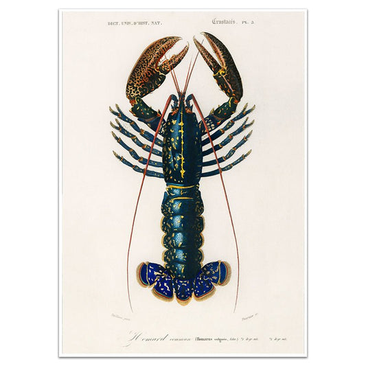 LOBSTER - Sincerely Frank Art