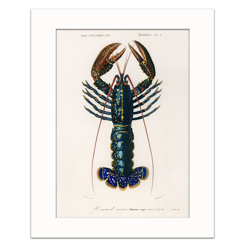 LOBSTER