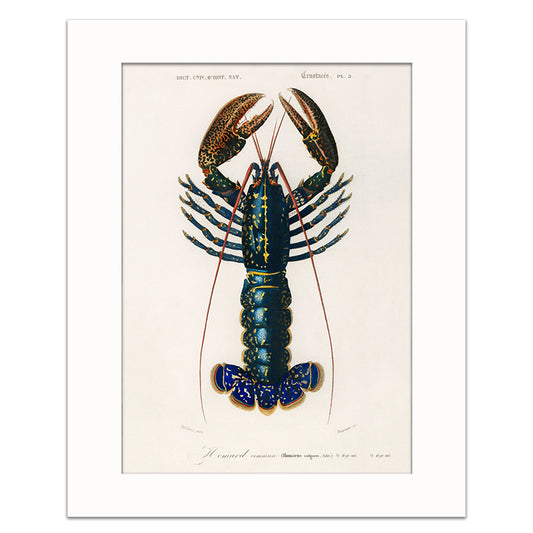 LOBSTER