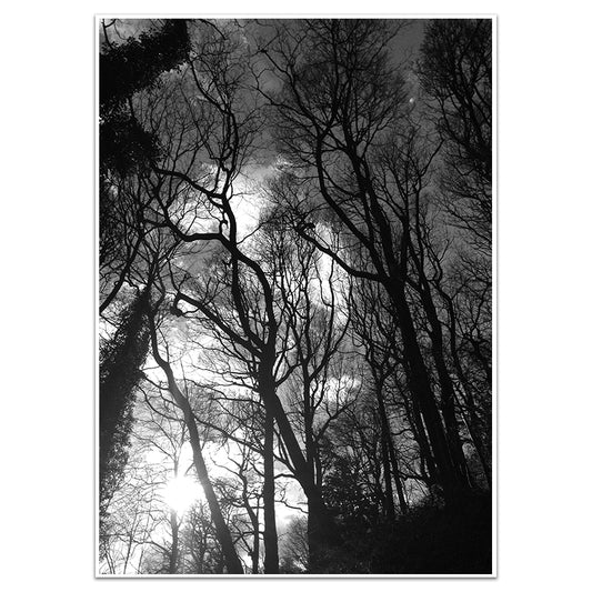 THROUGH THE CANOPY