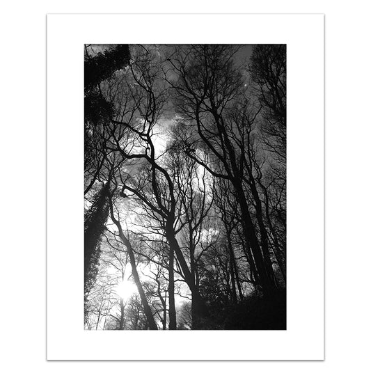 THROUGH THE CANOPY