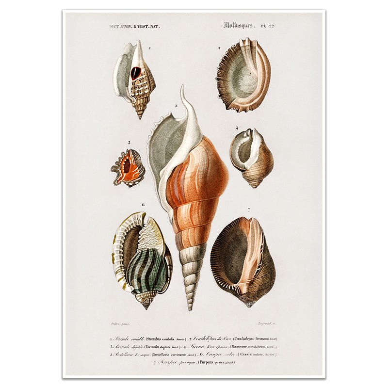 MOLLUSKS - Sincerely Frank Art