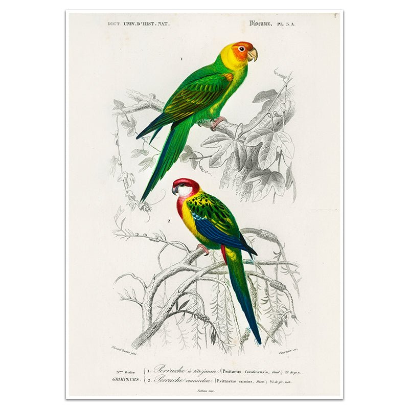 OISEAUX - Sincerely Frank Art