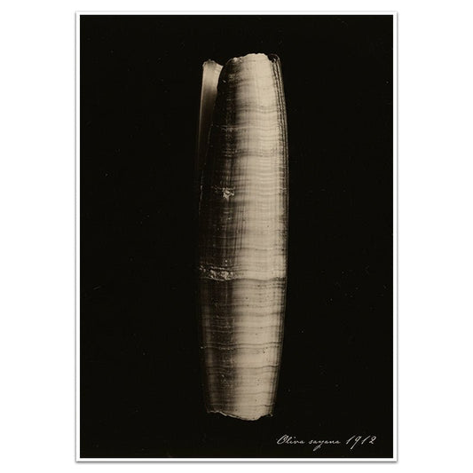 OLIVA SAYANA - Sincerely Frank Art