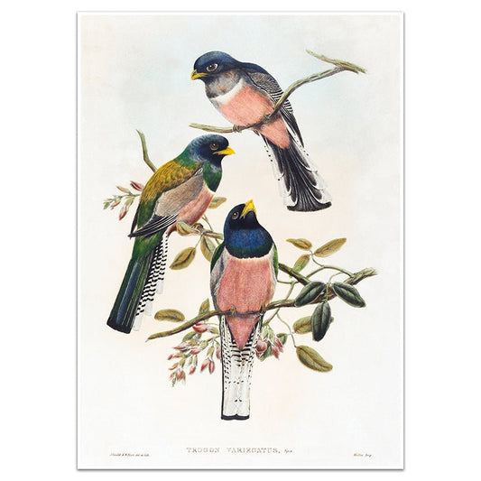 VARIEGATED TROGON - Sincerely Frank Art
