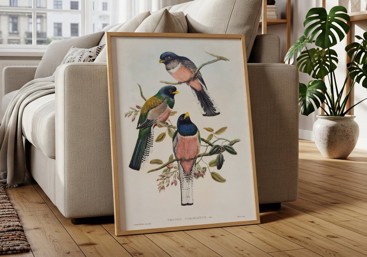 VARIEGATED TROGON - Sincerely Frank Art