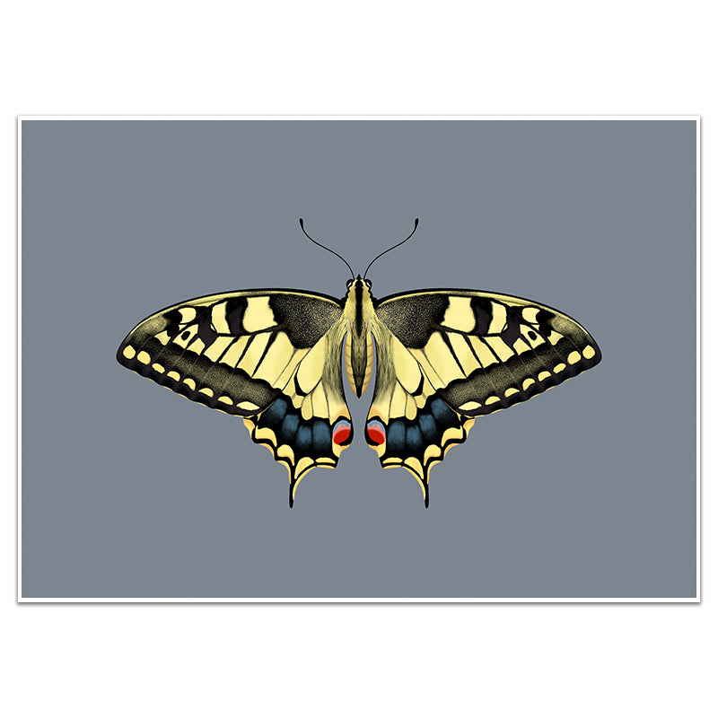 YELLOW SWALLOWTAIL BUTTERFLY