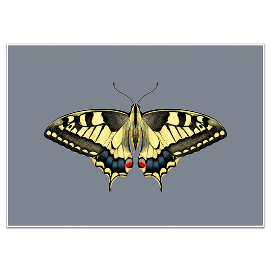 YELLOW SWALLOWTAIL BUTTERFLY