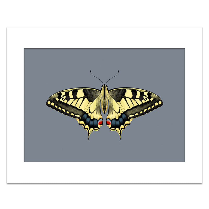 YELLOW SWALLOWTAIL BUTTERFLY