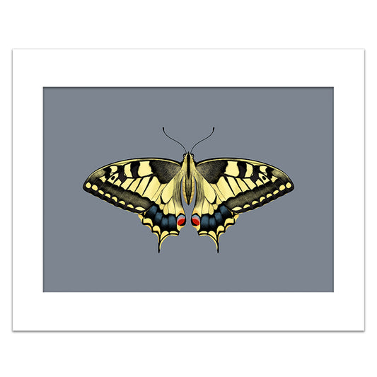 YELLOW SWALLOWTAIL BUTTERFLY